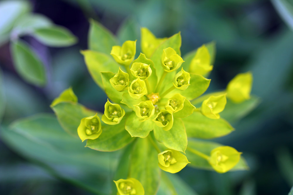 Euphorbia stepposa - Молочай степной