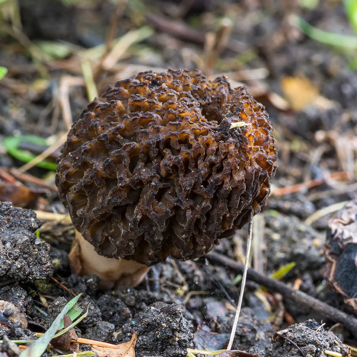 Сумчатый гриб похожий на сморчок. Сморчки. Сморчки грибы. Сморчок съедобный. Сморчки грибы съедобные.