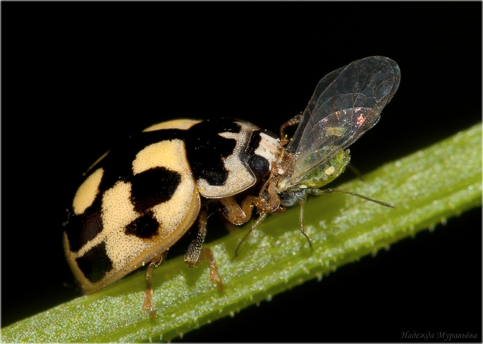 Propylaea quatuordecimpunctata - Пропилея четырнадцатиточечная