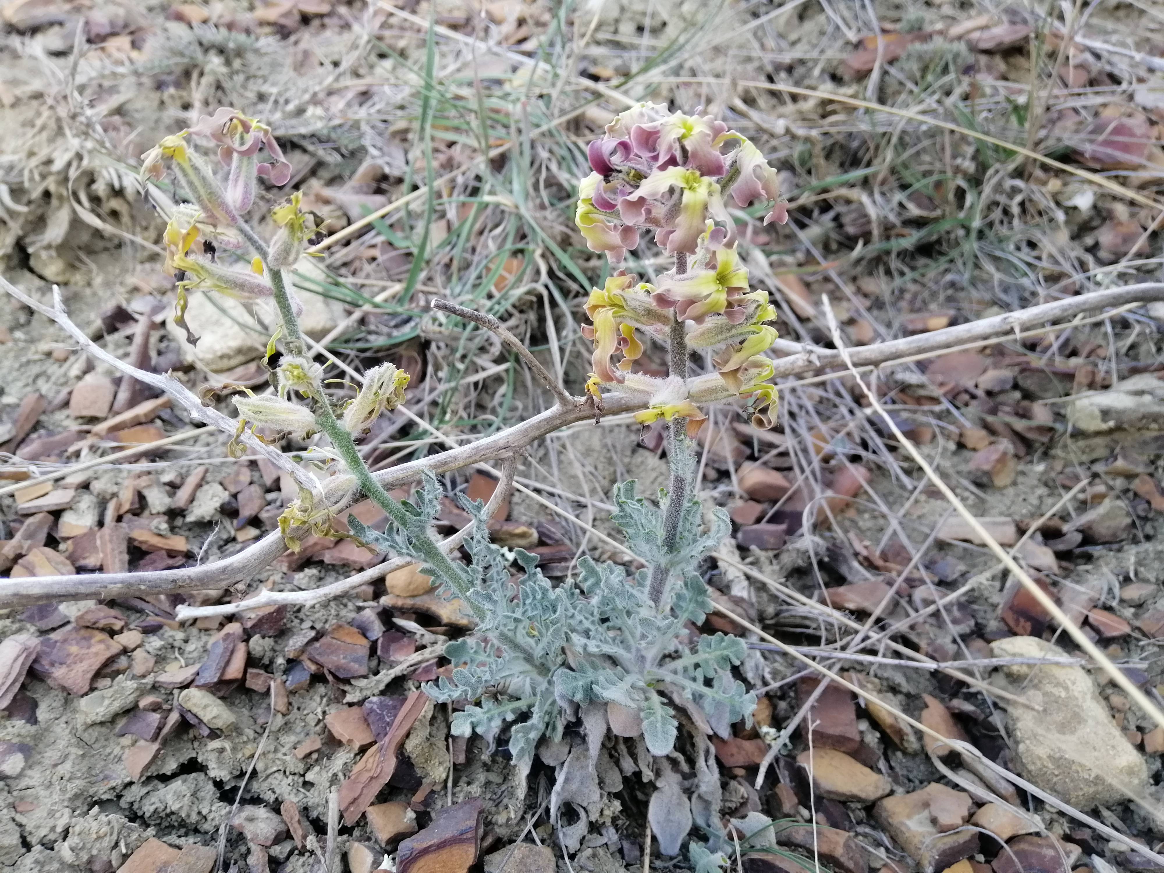Matthiola odoratissima - Левкой крымский