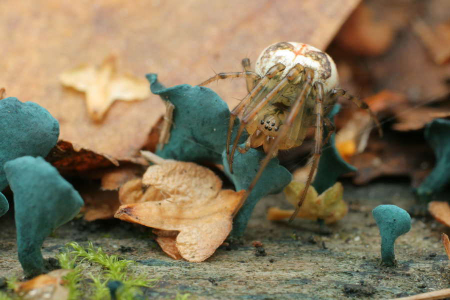 Осенний этюд с синими грибами