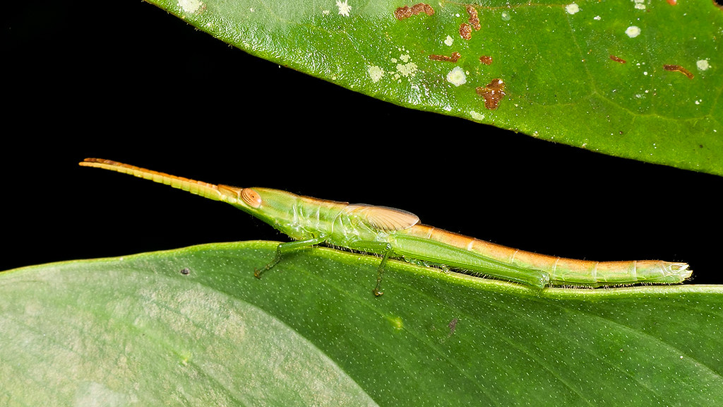 Xenismacris cyanoptera