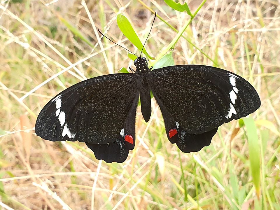 Papilio aegeus