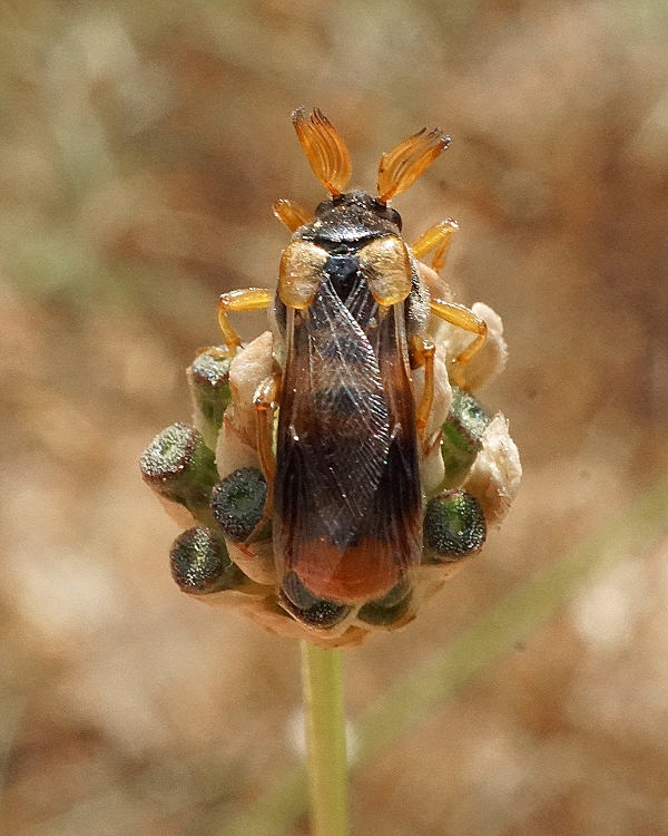 Ripiphorus sp.