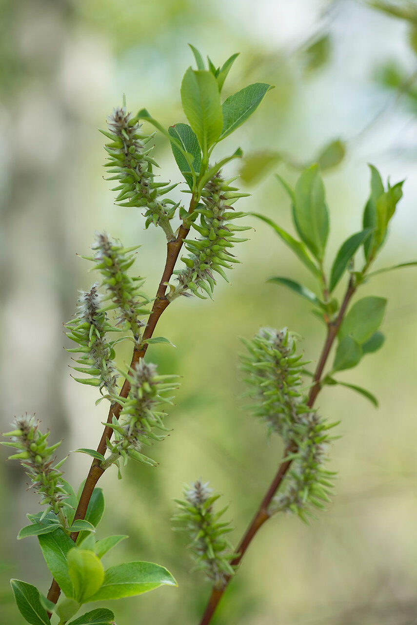Salix arbuscula - Ива филиколистная