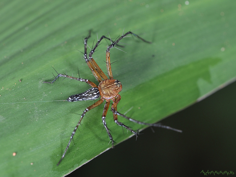 Oxyopes  sp.