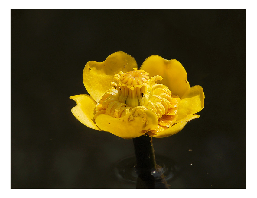 Nuphar lutea - Кубышка жёлтая