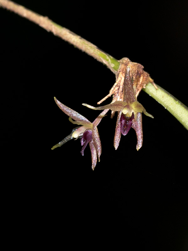 Myoxanthus ephelis