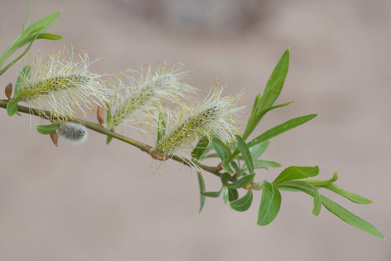Salix viminalis - Ива прутовидная