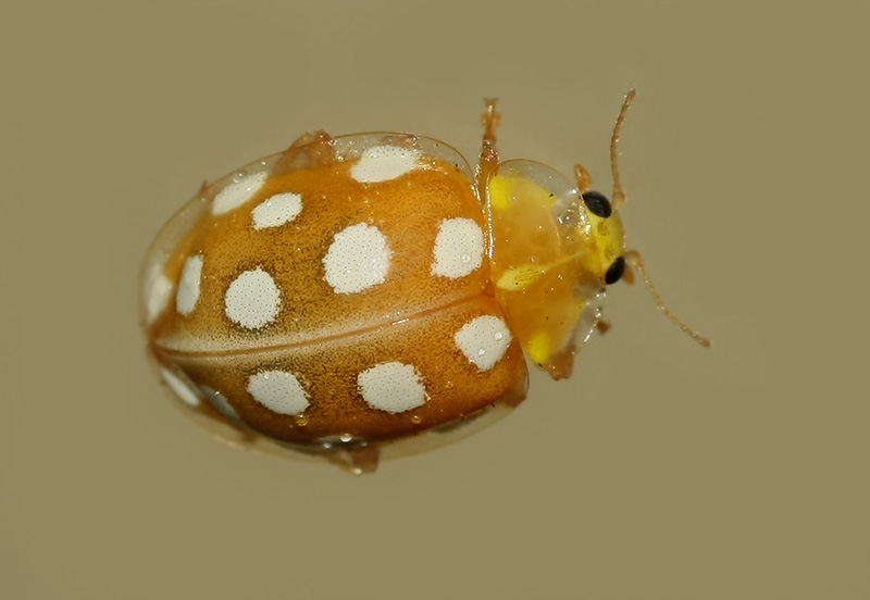Halyzia sedecimguttata - Коровка 16–точечная