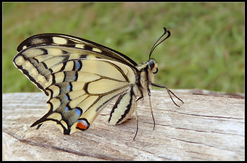 Papilio machaon - Парусник Махаон