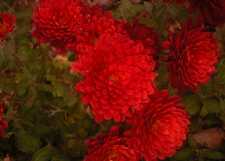 Chrysanthemum - Хризантема