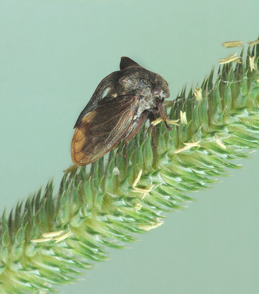 Centrotus cornutus - Горбатка рогатая или обыкновенная, Бодушка