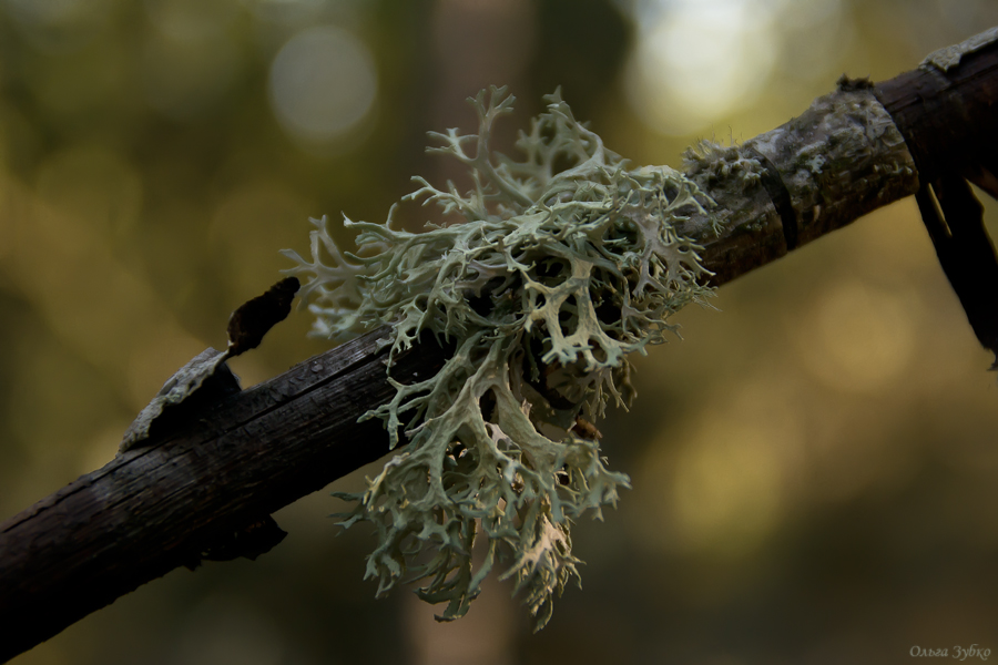 Evernia prunastri - Эверния сливовая, Дубовый мох