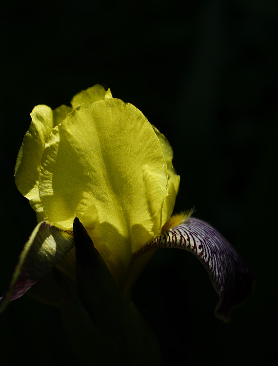 Iris - И́рис, или Каса́тик