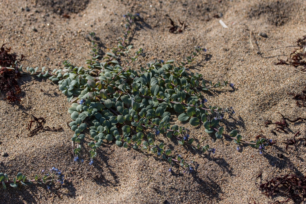 Mertensia maritima - Мертензия морская