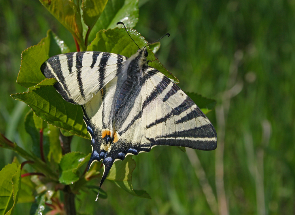 Бабочка белая с черными полосками фото