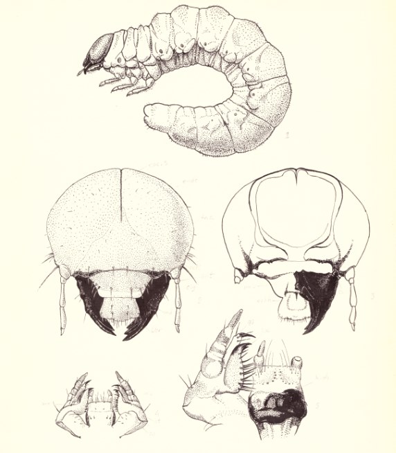 Ceruchus lignarius