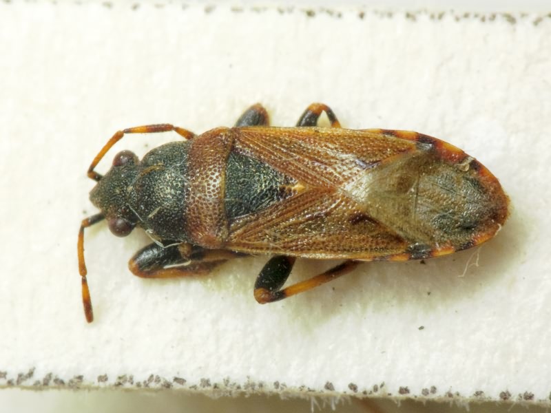 Heterogaster artemisiae