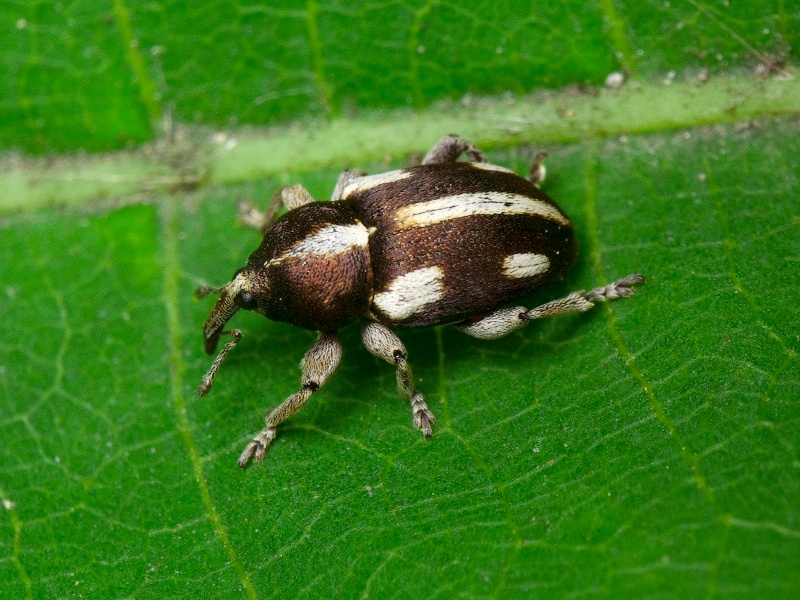 Tychius quinquepunctatus