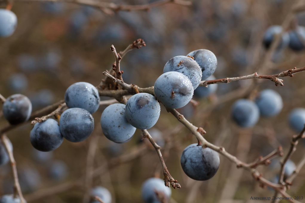 Prunus spinosa - Тёрн, Слива колючая