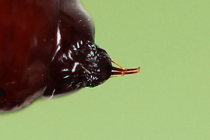 Conistra vaccinii - Совка черничная плоскотелая