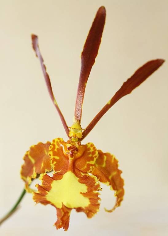Psychopsis Mariposa
