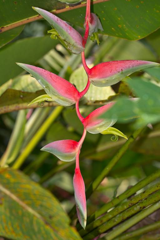 Heliconia chartacea