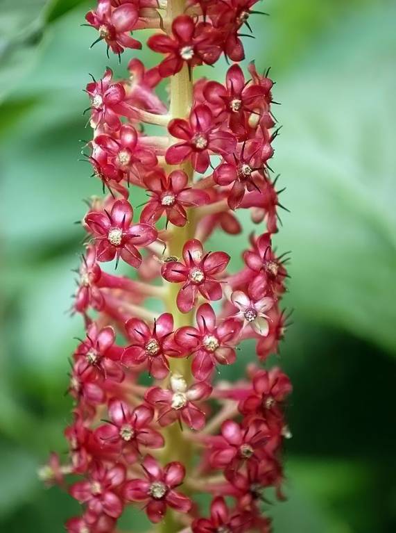 Phytolacca acinosa - Лаконос ягодный, или Лаконос костянковый