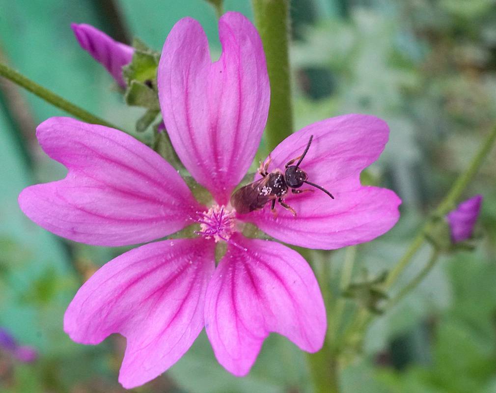 пчёлка на розовом цветочке