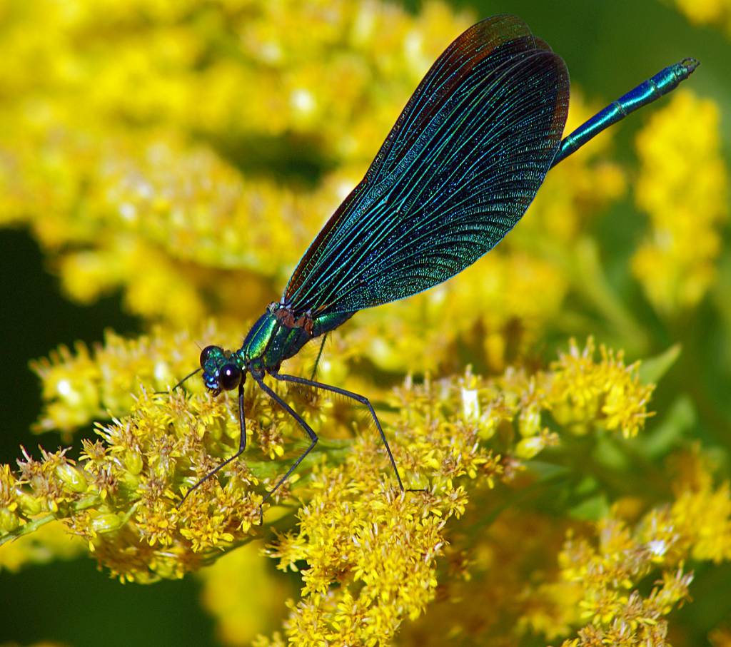 Calopteryx virgo virgo - Красотка-девушка