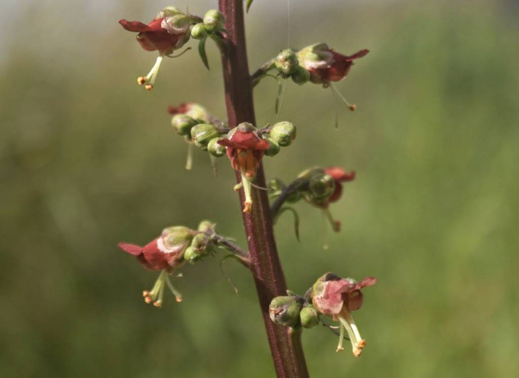 Scrophularia rubricaulis - Норичник красностебельный