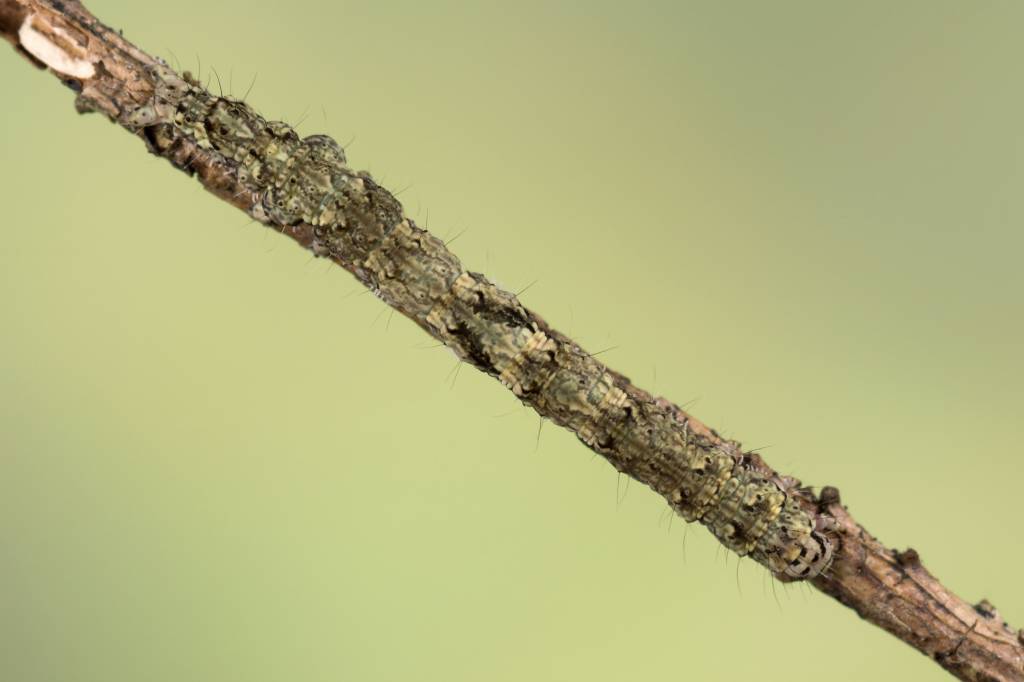 Laspeyria flexula - Совка лишайниковая (серпокрылая, Ленточница лишайниковая)
