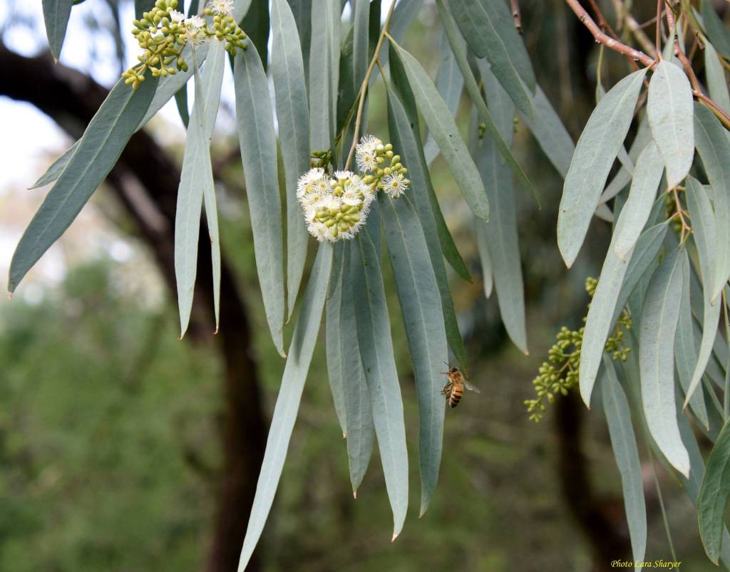 Eucalyptus bicolor