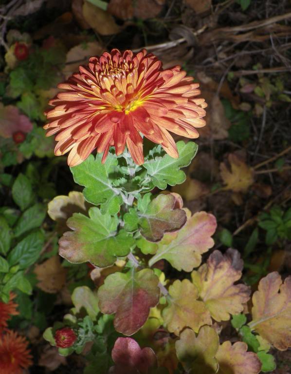 Chrysanthemum - Хризантема