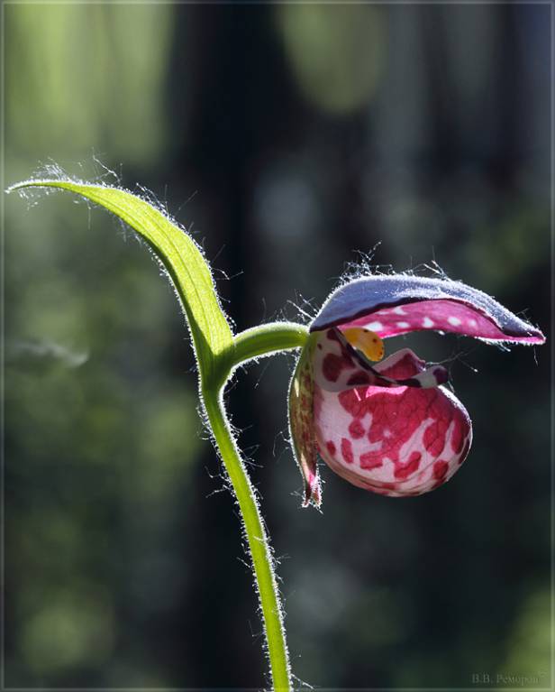 Cypripedium guttatum - Башмачок капельный, Венерин башмачок пятнистый