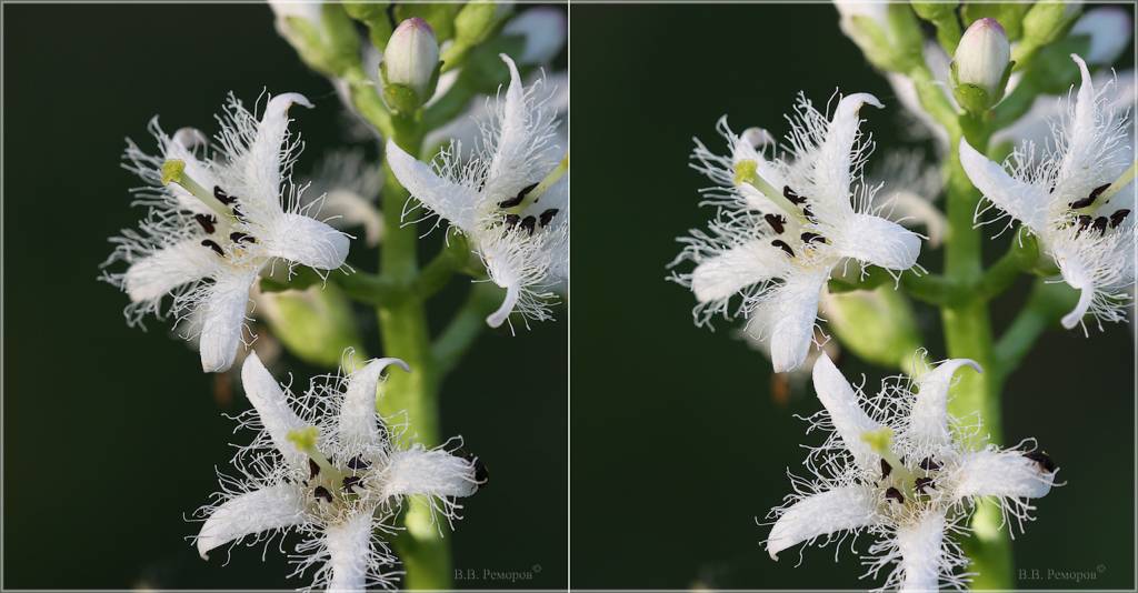 Menyanthes trifoliata - Вахта трёхлистная, или Трилистник водяной, или Трифоль