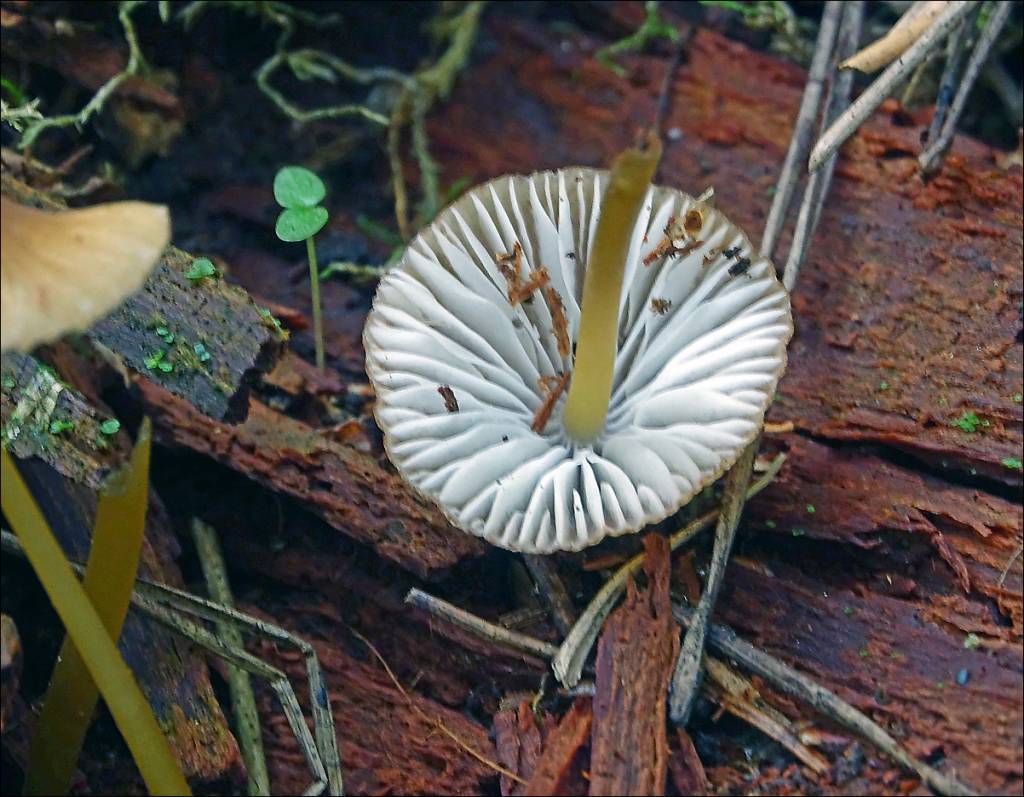 Mycena epipterygia - Мицена слизистая, Мицена липкая