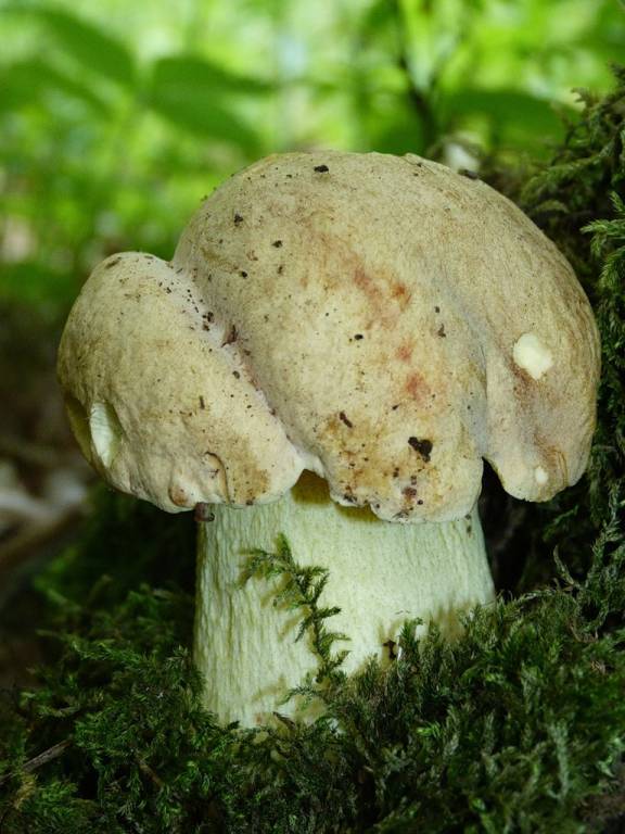 майский белый гриб