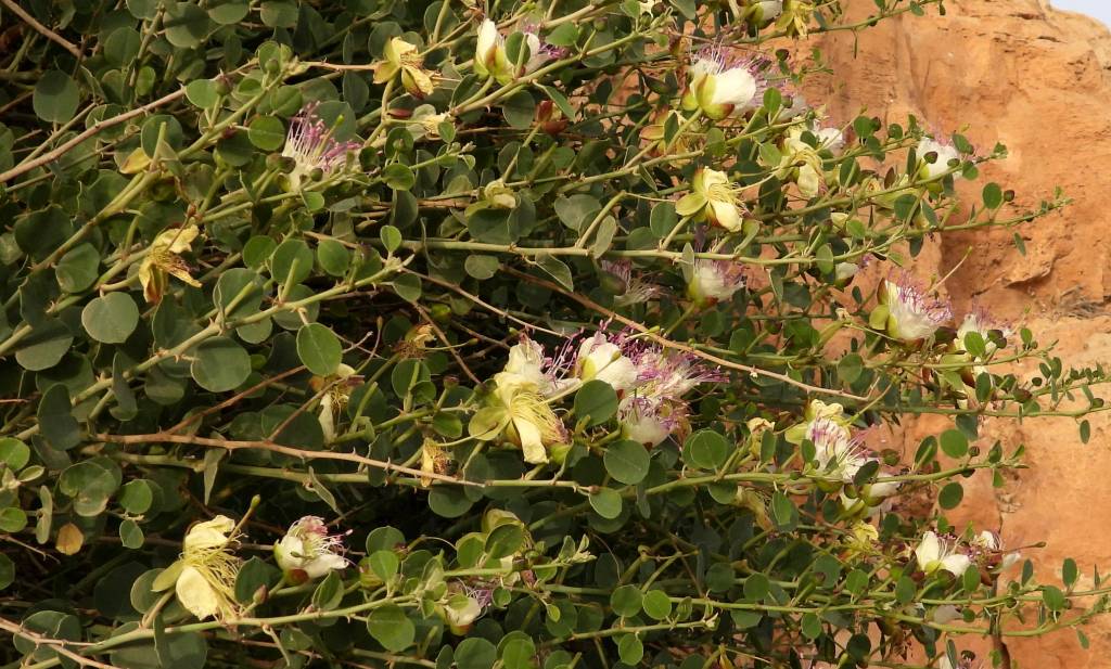 Capparis spinosa var. aegyptia - Каперсы синайские