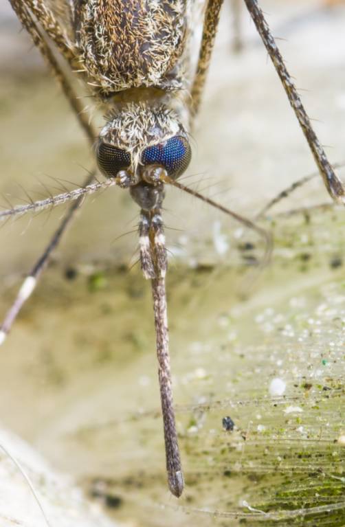 Портрет комара