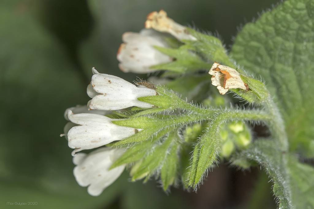 Symphytum tauricum - Окопник крымский
