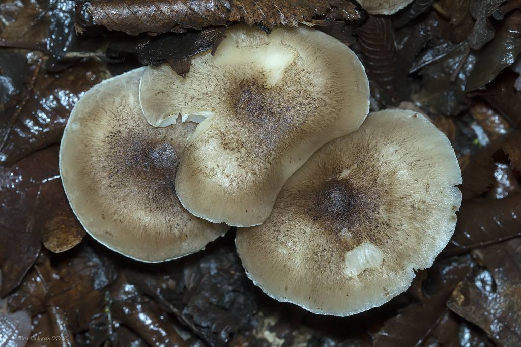 Tricholoma scalpturatum - Рядовка резная, чешуйчатая. желтеющая