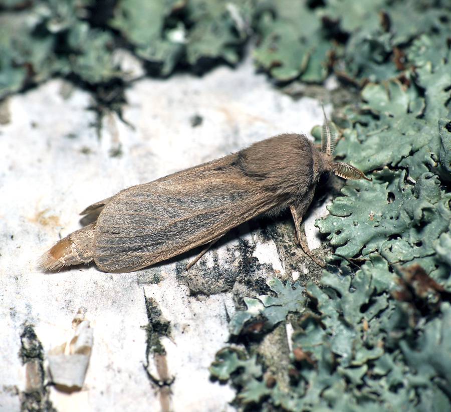 Phragmataecia castaneae - Сверлило камышевый (прибрежный)