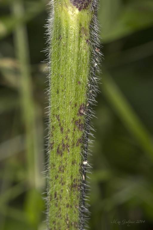 Chaerophyllum temulum - Бутень одуряющий