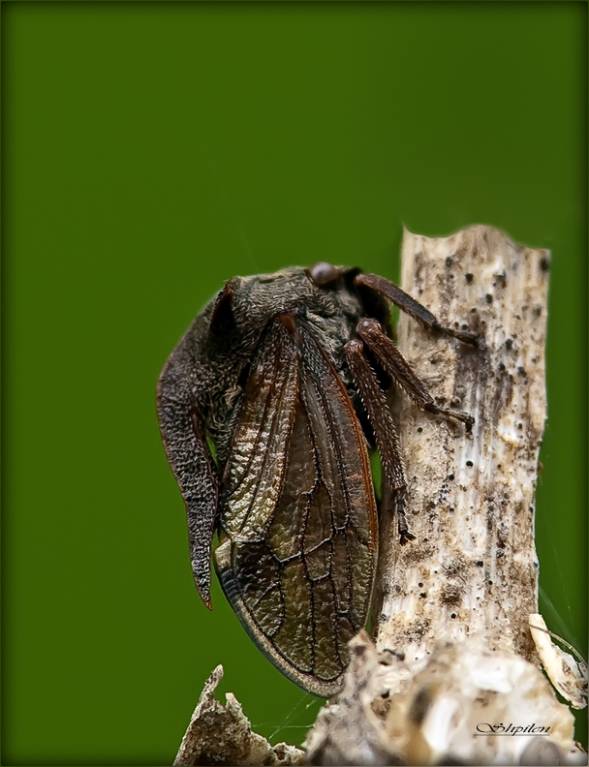 Centrotus cornutus - Горбатка рогатая или обыкновенная, Бодушка