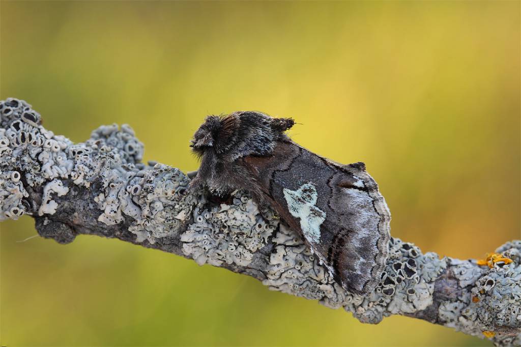 Diloba caeruleocephala - Совка синеголовая (Синеголовка)