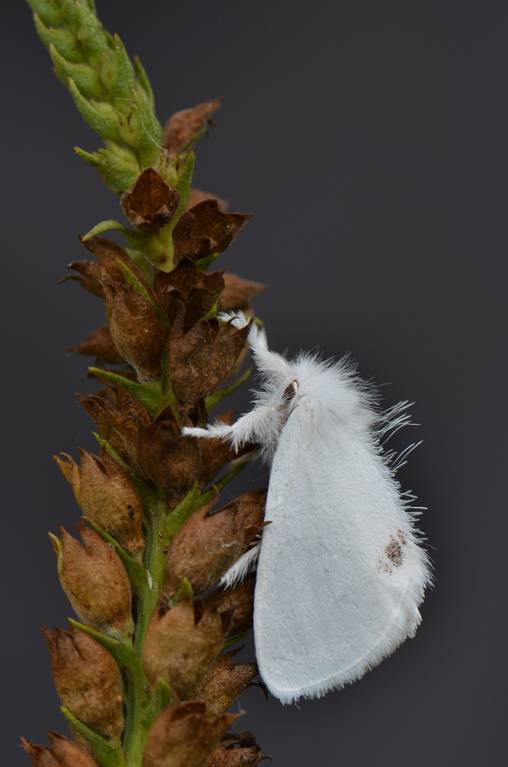 Euproctis similis - Волнянка-жёлтогузка