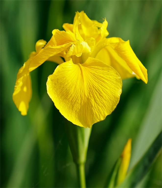 Iris pseudacorus - Ирис ложноаировый, Ирис жёлтый, Ирис болотный
