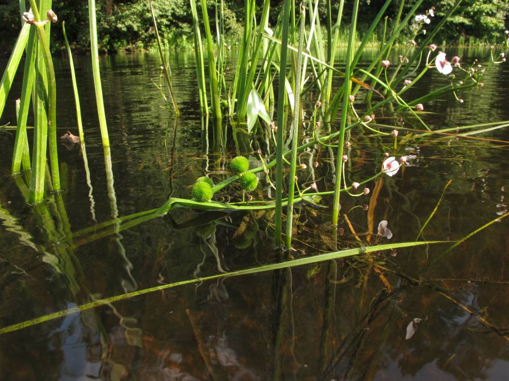 Sagittaria sagittifolia - Стрелолист обыкновенный